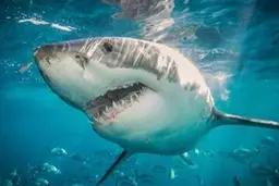 تلاش عجیب کوسه برای بلعیدن دوربین یک مستندساز+ویدئو 