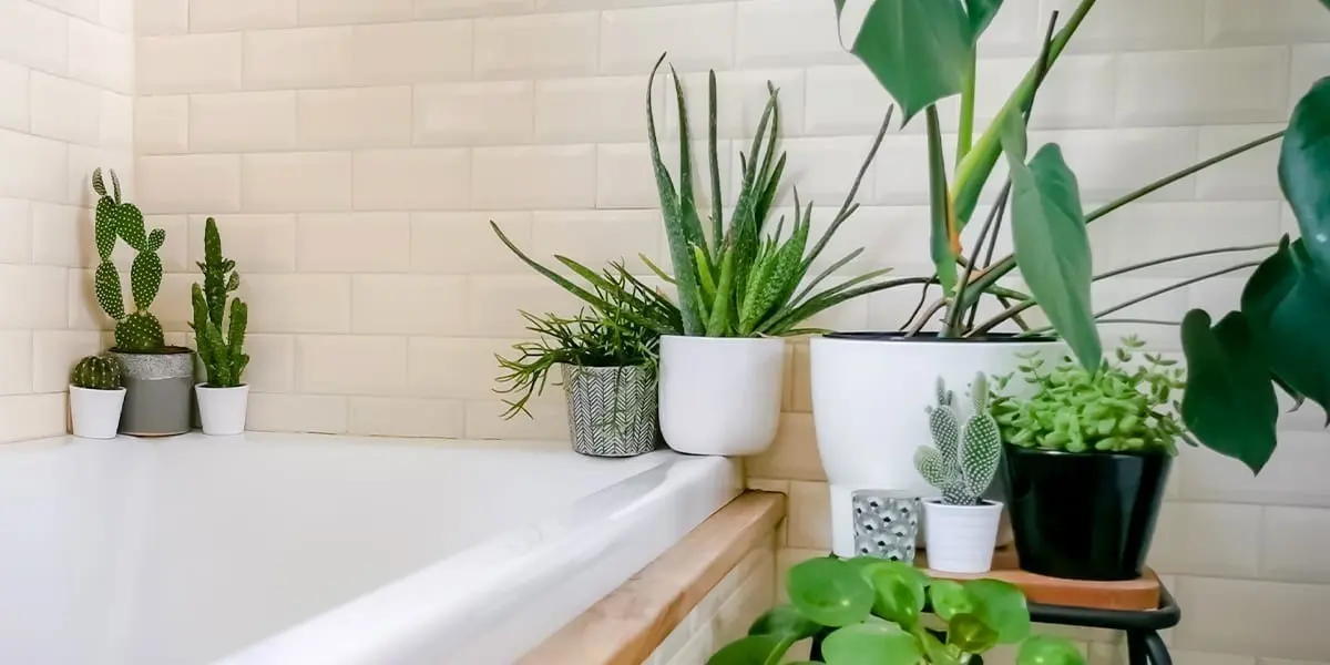 terracotta-vs-ceramic-which-is-better-houseplants-in-bathroom_11zon