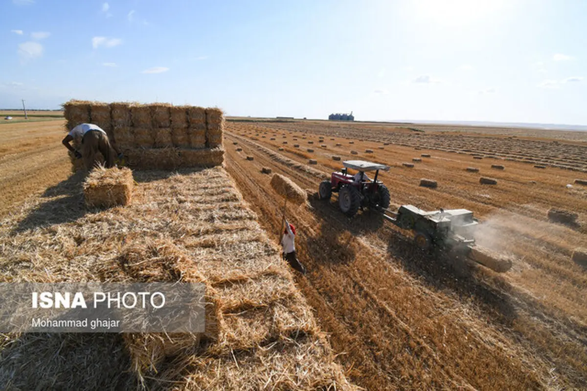 قیمت گندم با افزایش ۴۰۰۰ تومانی در سال زراعی آینده 