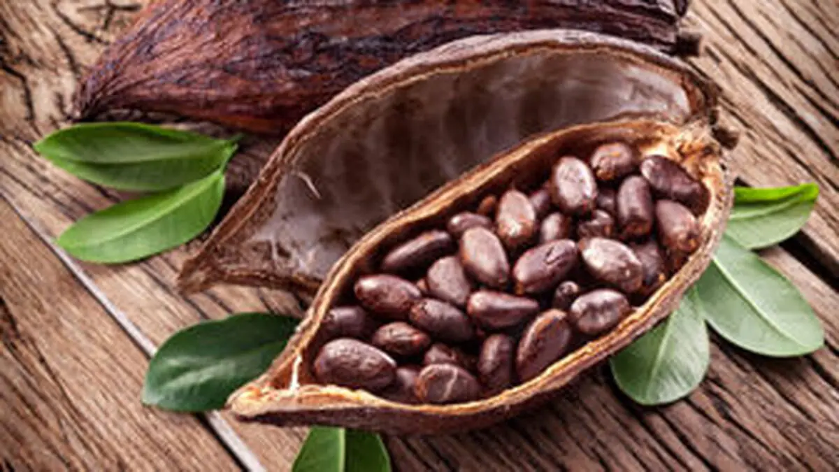  فواید کاکائو برای افزایش کارآیی مغز