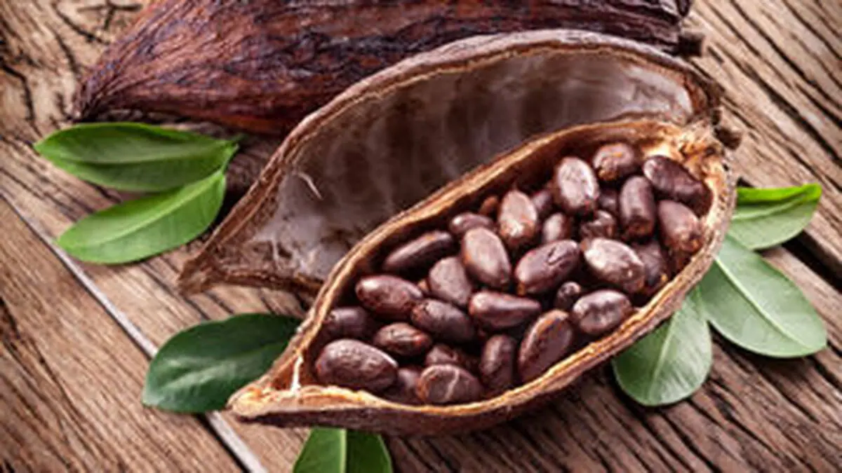  فواید کاکائو برای افزایش کارآیی مغز