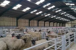 هشدار سازمان دامپزشکی |  خطر شیوع تب کریمه کنگو در آستانه عید قربان