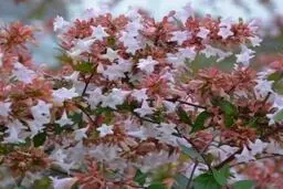 نگهداری و پرورش گیاه آبلیا درمنزل