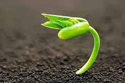 ابداع خاکی که سرعت رشد گیاهان را تا 50 درصد افزایش می‌دهد | ابداع این خاک توسط دانشمندان سوئدی انجام شده است