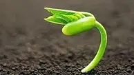 ابداع خاکی که سرعت رشد گیاهان را تا 50 درصد افزایش می‌دهد | ابداع این خاک توسط دانشمندان سوئدی انجام شده است