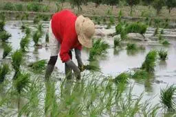 یک نماینده: رشد قیمت برنج حاصل هزینه‌های سربار تولیدکنندگان است | تولید هر کیلوگرم برنج ۴۰ هزار تومان هزینه دارد