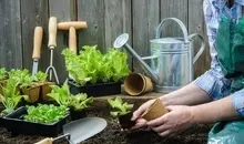 کاشت سبزی خوردن در خانه با روش ساده | آموزش کاشت انواع سبزی معطر + نحوه آبیاری