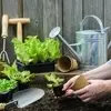 کاشت سبزی خوردن در خانه با روش ساده | خودت راحت توی خونه سبزی خوردن بکار + نحوه آبیاری