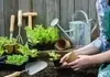 کاشت سبزی خوردن در خانه با روش ساده | آموزش کاشت انواع سبزی معطر + نحوه آبیاری