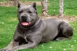 ماجرای سگی به نام شلبی که به یک ژانر طنز تبدیل شده چیست؟ | سوژه شدن ماجرای شلبی در توییتر