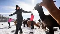 یوگا در کانادا در میان برف و آلپاکا‌ها!+ویدئو