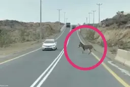 تصادف خرکی یک پسر جوان با الاغ | پسره مرد ولی الاغه زنده موند! + ویدئو