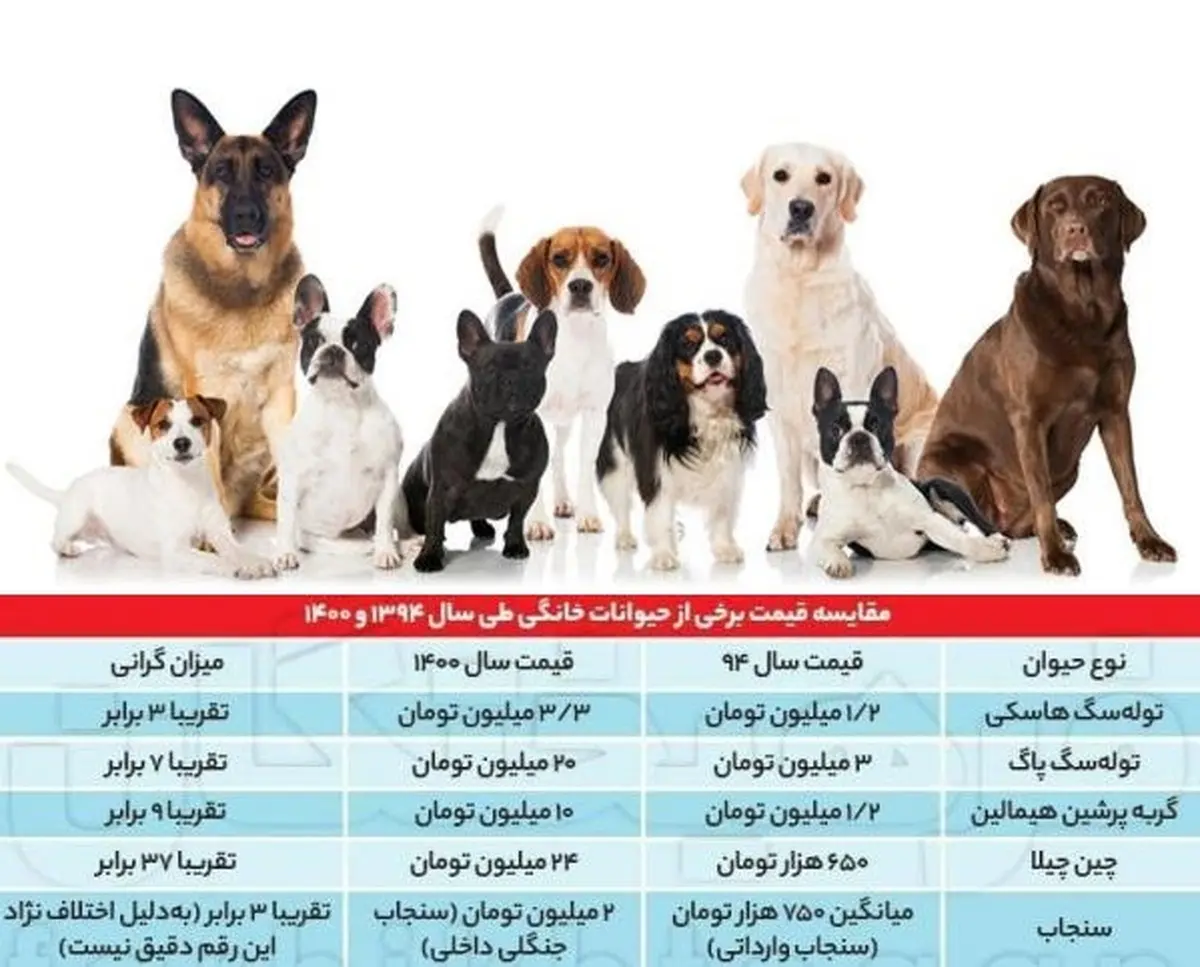 قیمت یک سگ خانگی ۴٠ میلیون تومان!