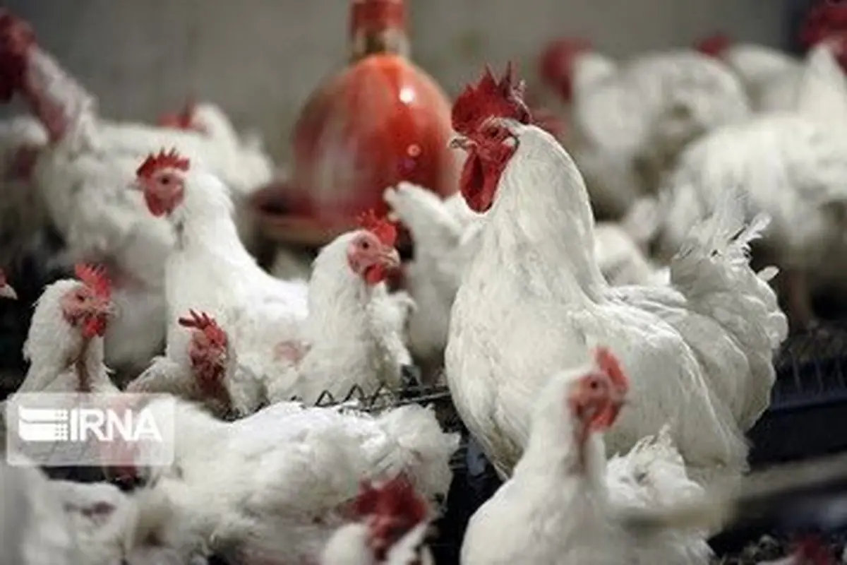 مرغداران باز هم به فکر گرانتر کردن مرغ هستند/ کیلویی ۱۵ هزار تومان نمی‌صرفد