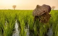 کاشت گندم به جای برنج در ژاپن