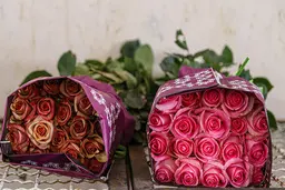 عکس های شگفت انگیز از بزرگترین تولیدی رز هلندی در کویر| تولید رز هلندی در کویر؟ 