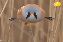  چالش "پا باز" یک پرنده! 