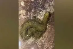 در تایلند اژدها کشف شد!+ویدئو