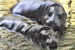 آزمایش کووید-19 دو اسب آبی در باغ وحش بلژیک مثبت شد !