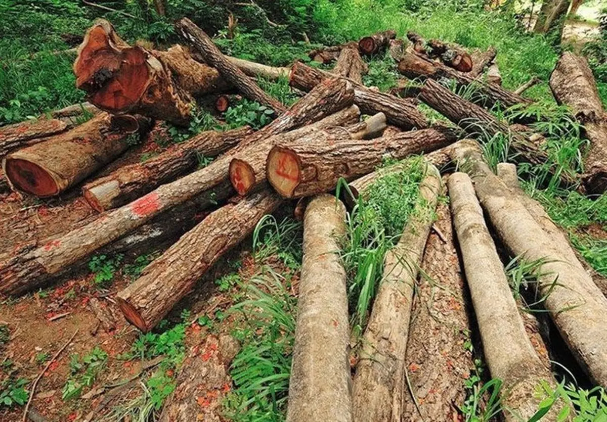 قطع ۳۰۰ اصله درخت جنگلی در مسیر جنگل لوه به کندسکوه 