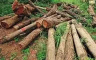 قطع ۳۰۰ اصله درخت جنگلی در مسیر جنگل لوه به کندسکوه 
