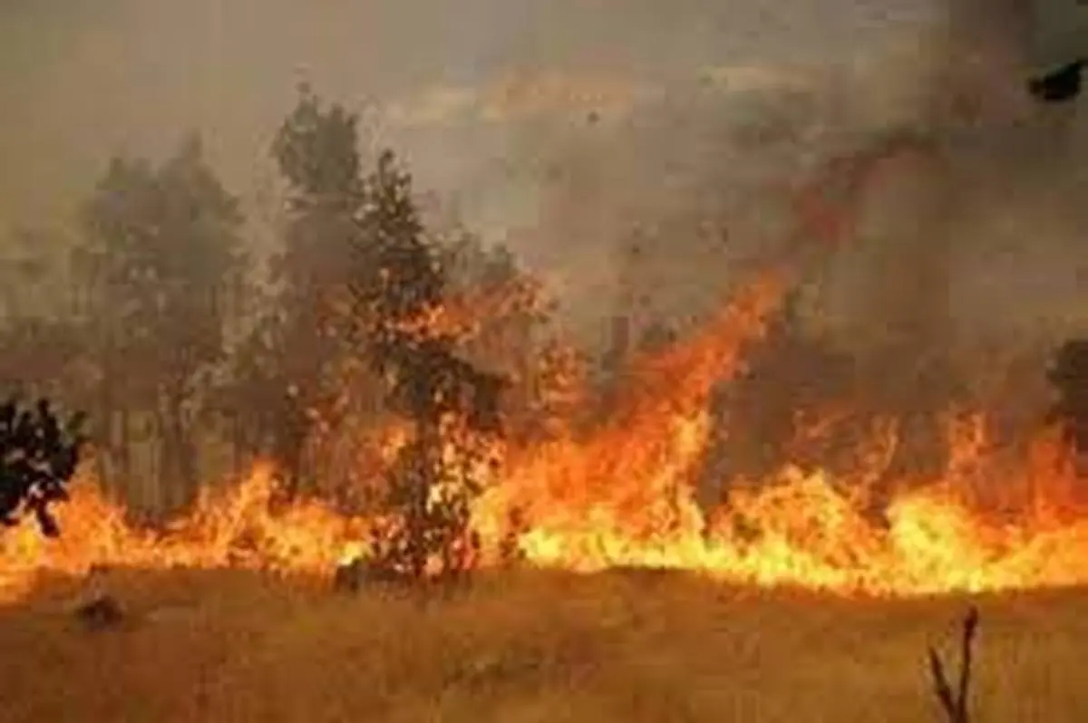 آتش سوزی جنگل‌های «نارک» گچساران همچنان ادامه دارد 
