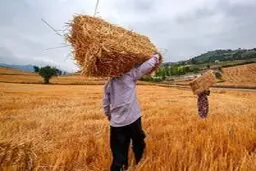  نقش دلالان در نوسانات قیمتی برنج