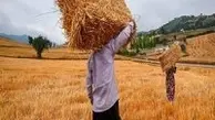  نقش دلالان در نوسانات قیمتی برنج