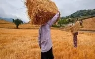  نقش دلالان در نوسانات قیمتی برنج