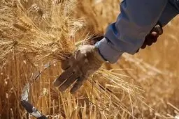 قیمت خرید گندم سال زراعی جدید تعیین شد!