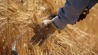 قیمت خرید گندم سال زراعی جدید تعیین شد!