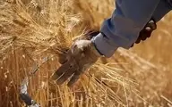 قیمت خرید گندم سال زراعی جدید تعیین شد!