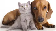 سیلی محکم این گربه به سگ 2 برابر بزرگ تر از خودش! + ویدئو
