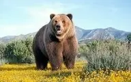 حمله‌ی وحشتناک خرس به یک مرد در شهرستان اردل