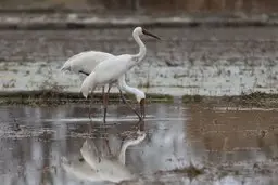 دو درنای عاشق پیشه باهم از ایران رفتند | مهاجرت "امید" و "رویا" به سمت سیبری! + عکس