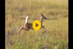  پرواز ۷ متری و شگفت‌انگیز بچه گوزن در آسمان! + ویدئو 