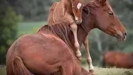 شیر خوردن بامزه کره اسب در دل طبیعت! + ویدئو