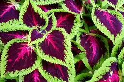 حسن یوسف سرحال و خوشرنگ نصیب هرکسی نمیشه | نحوه نگهداری گیاه حسن یوسف +ویدئو