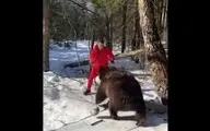 لایی و دریبل دوطرفه زدن به خرس در جنگل!+ویدئو 
