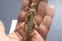 هشدار نسبت به افزایش ۲ برابری جمعیت ملخ صحرایی 