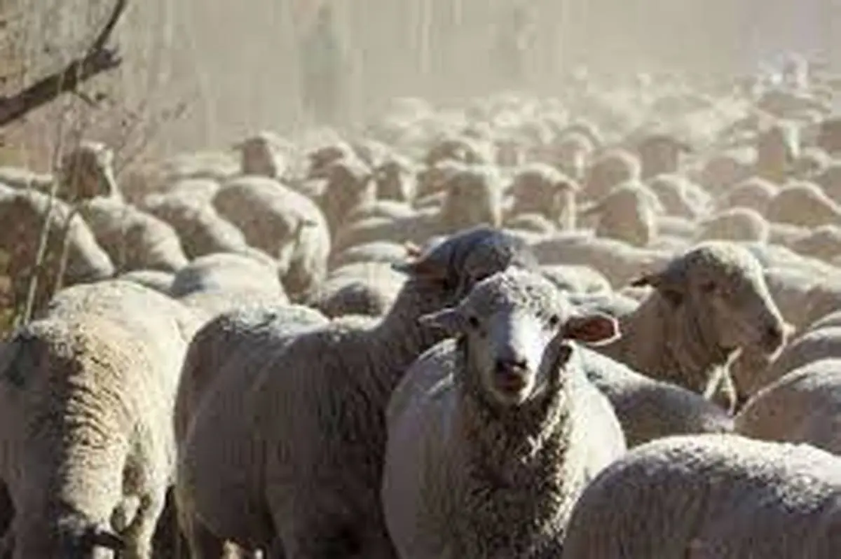 عجیب اما واقعی؛ رژه عجیب و بسیار منظم چند گله گوسفند+ویدئو