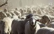 عجیب اما واقعی؛ رژه عجیب و بسیار منظم چند گله گوسفند+ویدئو