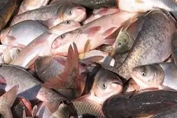 صادرات آبزیان چقدر ارز وارد کشور کرد؟ 