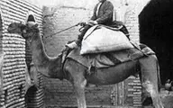 تصویر قدیمی از اولین پستچی‌های زمان قاجار | با شتر نامه اینور و اونور می‌بردند!