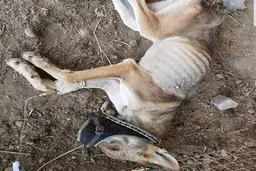 وضعیت دردناک حیوانات باغ وحش‌ صفادشت/ پول بدهید، لمس کنید! + عکس