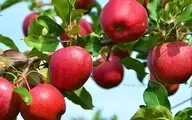 برداشت سیب درختی در مراغه | جشن رنگ و طعم در پاییز +ویدئو