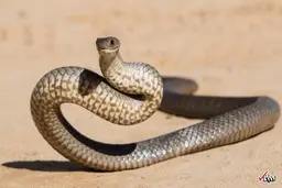 زندگی مردی با مارهای سمی؛ با مار، مسواک بزنید!+ویدئو 