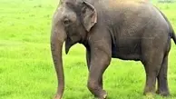 خشمگین شدن یک فیل جان مردی را گرفت!‌ | مرگ هولناک مرد نگون بخت زیر لگدهای فیل +ویدئو