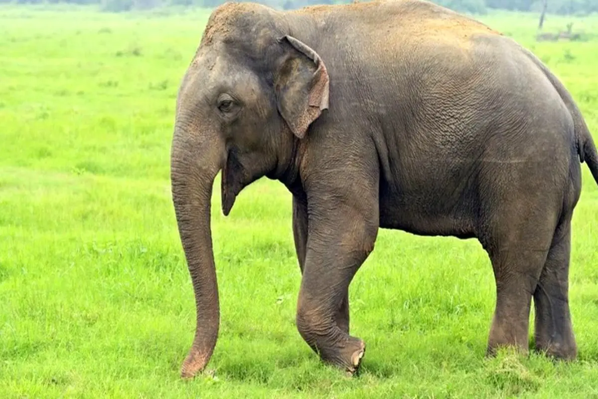 خشمگین شدن یک فیل جان مردی را گرفت!‌ | مرگ هولناک مرد نگون بخت زیر لگدهای فیل +ویدئو