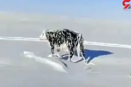  یخ زدن حیوانات بر اثر شدت سرما + ویدئو 